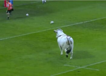 Un taur a intrat pe teren înaintea unui meci de rugby!