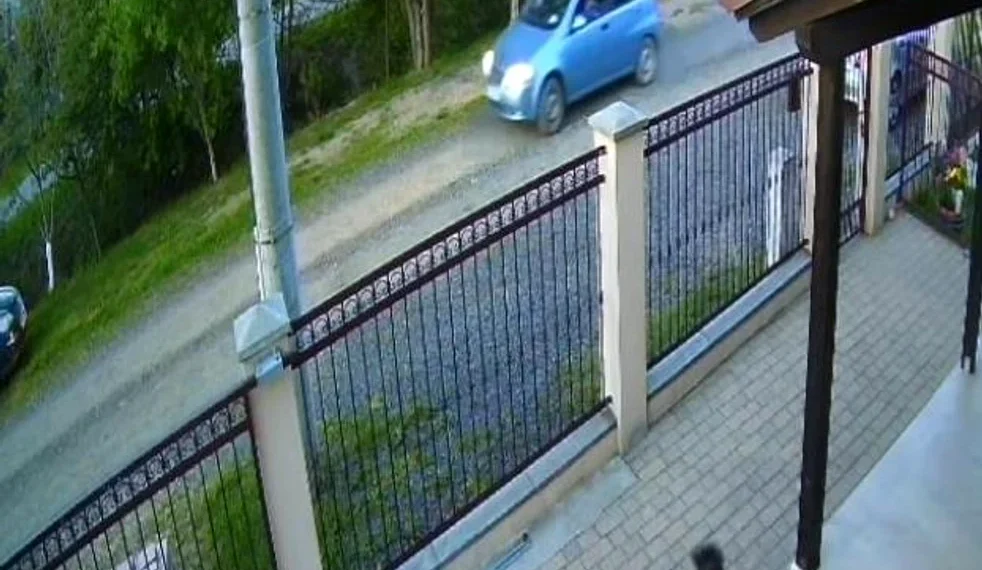 Câine împușcat pe stradă de un șofer! Acesta a pus animalul în portbagaj și a plecat